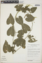 Anthurium clidemioides image