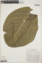 Anthurium coclense image