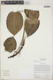 Anthurium collinsii image