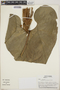 Anthurium concinnatum image