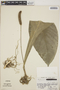 Anthurium consobrinum image