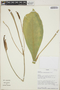 Anthurium crassilaminum image