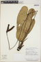 Image of Anthurium cucullispathum