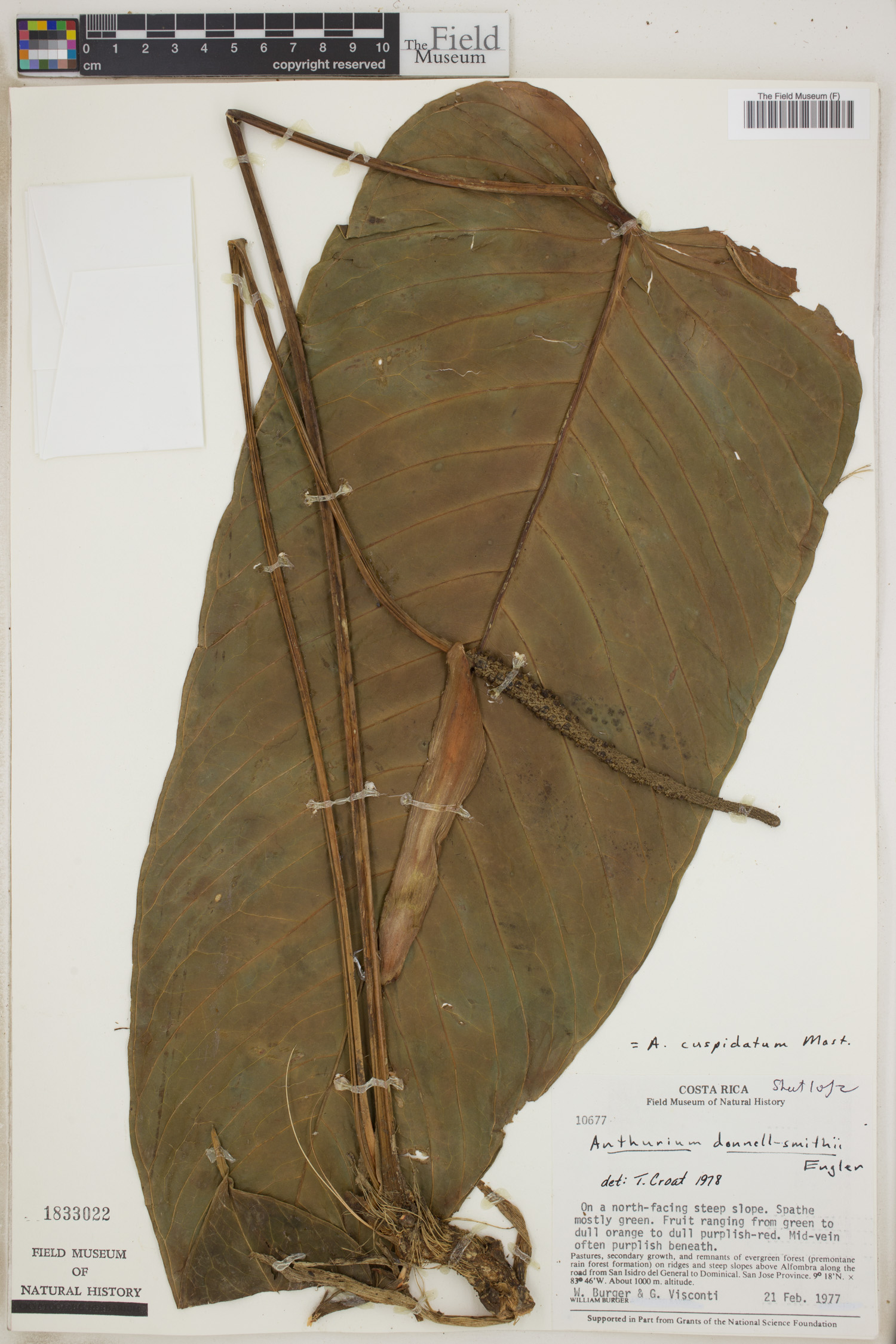 Anthurium cuspidatum image