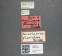 3982329 Acaricoris floridus, type, labels