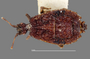 3982330 Acaricoris floridus, male, allotype, habitus, dorsal view