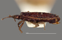 3982330 Acaricoris floridus, male, allotype, habitus, lateral view