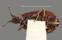 3982330 Acaricoris floridus, male, allotype, habitus, ventral view