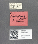 3982330 Acaricoris floridus, male, allotype, labels