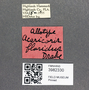 3982330 Acaricoris floridus, male, allotype, labels