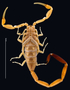 43093 Centruroides schmidti male, holotype, habitus, ventral view