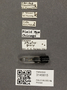 3145815 Macrelmis shoemakei, label