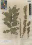 Salix cordata var. glaucophylla image