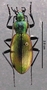 Ceroglossus chilensis ficheti PT dorsal habitus czm3
