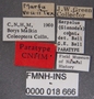 Harpalus cohni PT labels