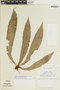 Elaphoglossum latum image