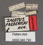 Zacotus fredericki HT labels