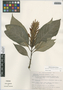 Aphelandra aurantiaca (Scheidw.) Lindl., Mexico, A. Villegas H. 29, F
