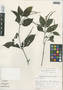 Justicia breviflora (Nees) Rusby, Mexico, G. Castillo Campos 137, F