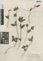 Ruellia geminiflora Kunth, Mexico, C. A. Purpus 14331, F