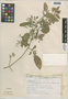 Ruellia paniculata L., Mexico, F. Chiang 401, F