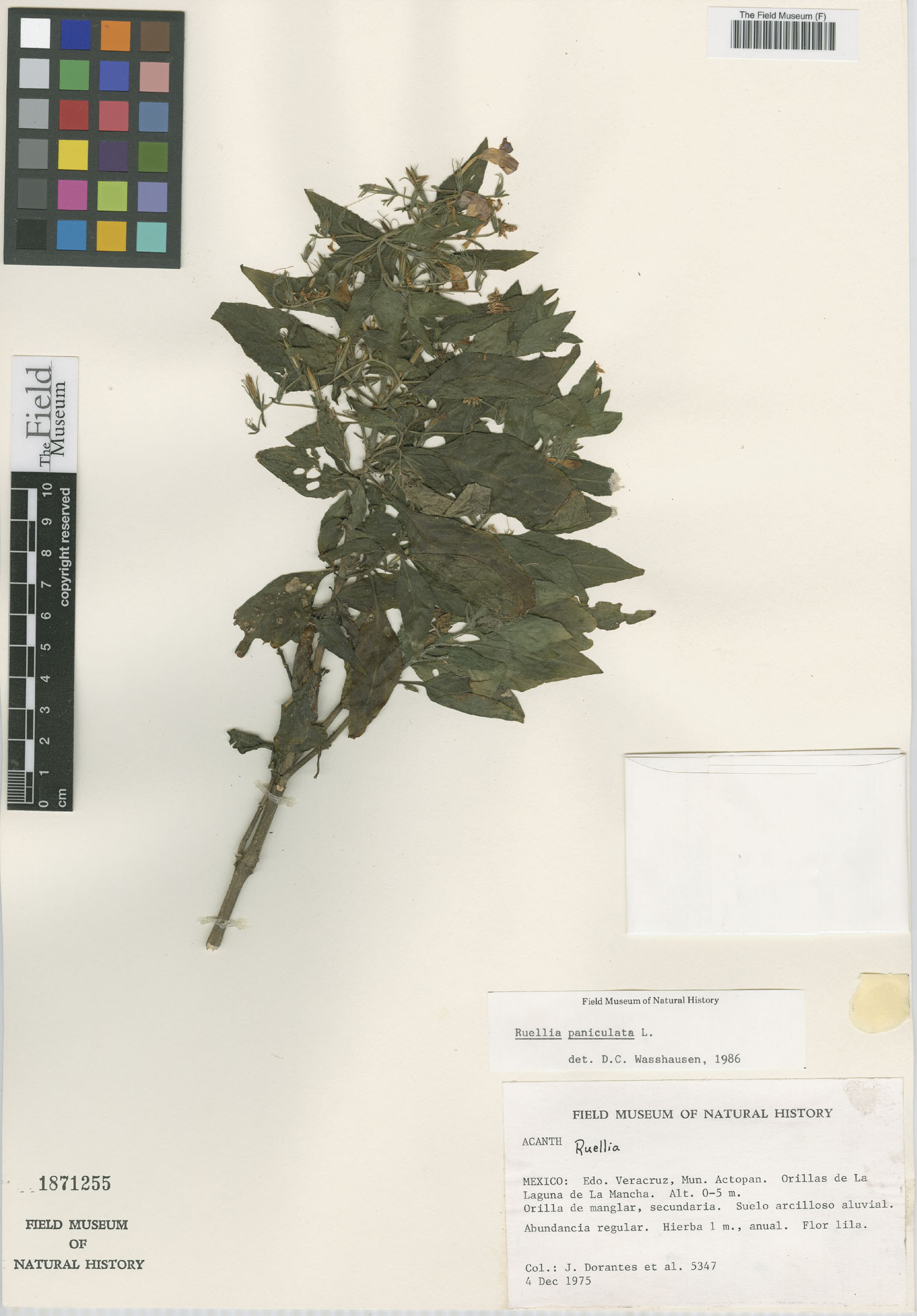 Ruellia paniculata image