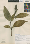 Sanchezia nobilis Hook. f., Mexico, M. Rosas R. 1261, F