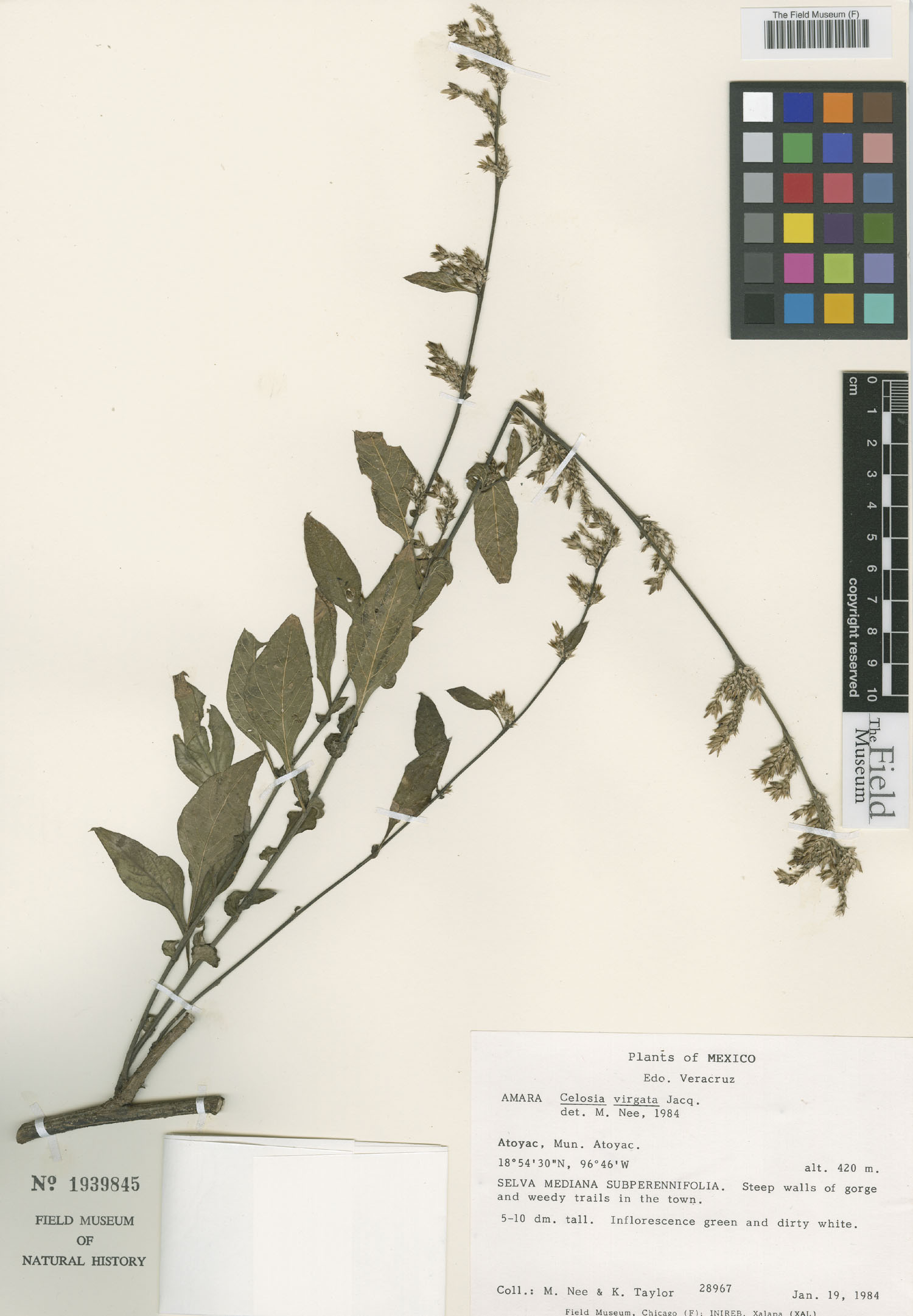Celosia virgata image