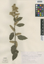 Chamissoa altissima (Jacq.) Kunth, Mexico, J. H. Beaman 5549, F