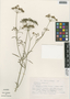 Petroselinum crispum image