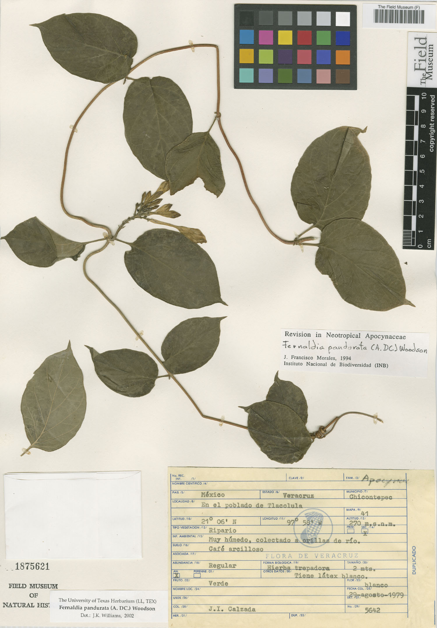 Fernaldia pandurata image