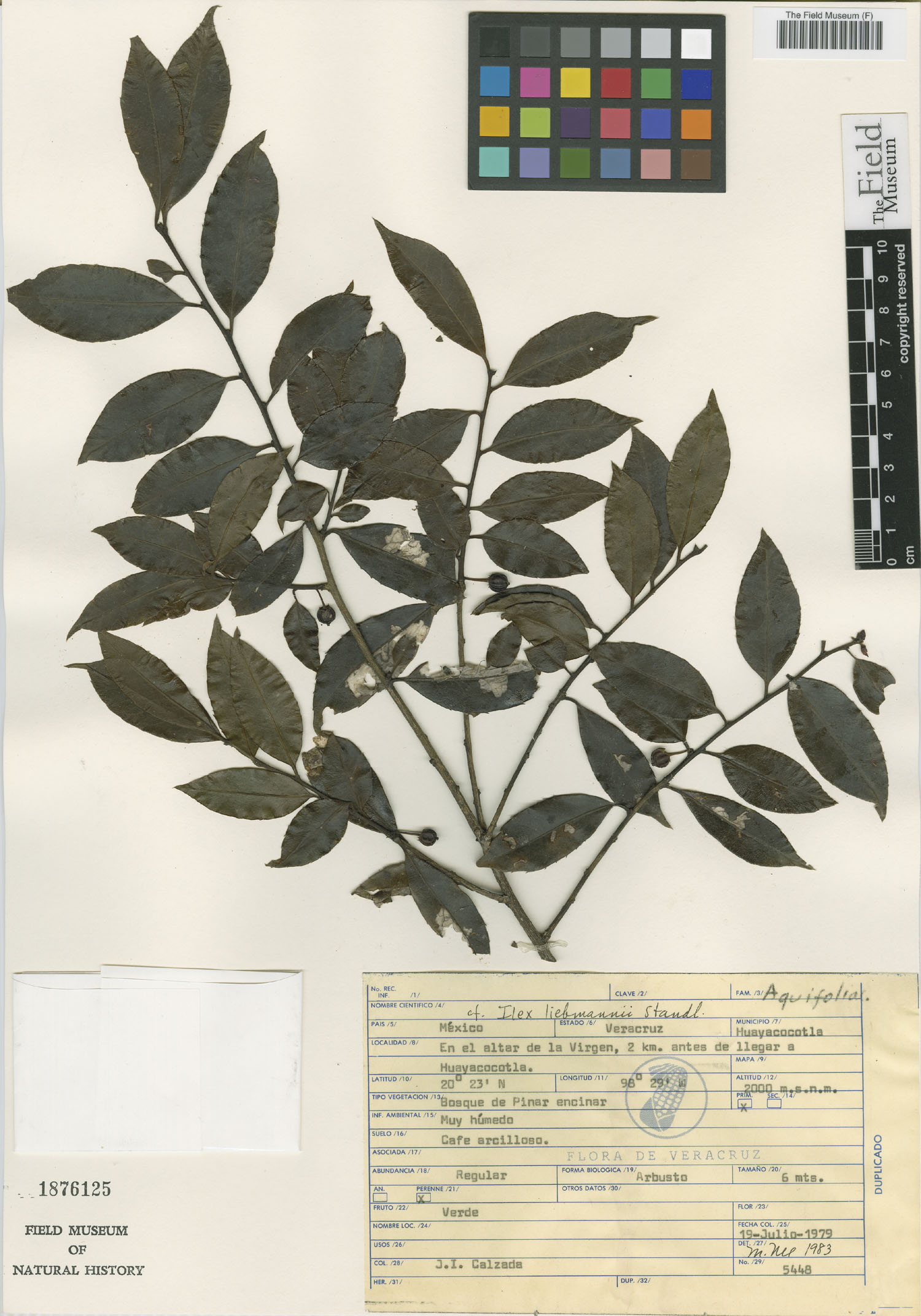 Ilex belizensis image