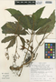 Begonia caroliniifolia image