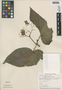 Begonia maculata image