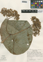 Begonia nelumbonifolia image