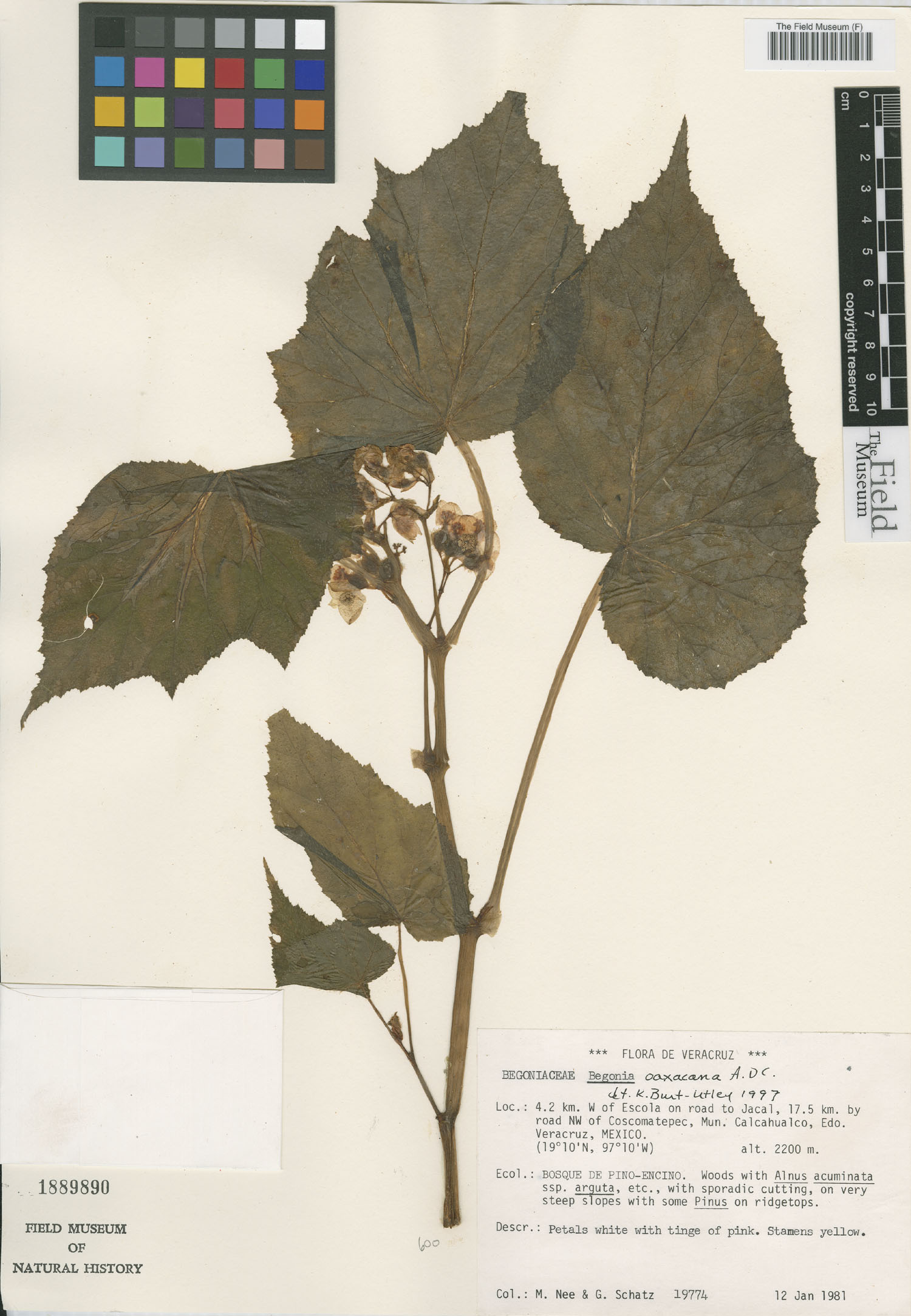Begonia oaxacana image