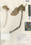 Begonia peltata image