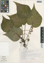 Begonia pustulata image