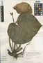Begonia sousae image