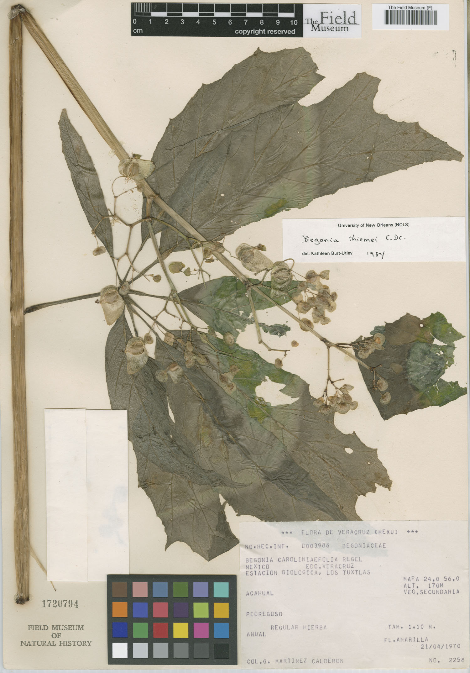 Begonia thiemei image