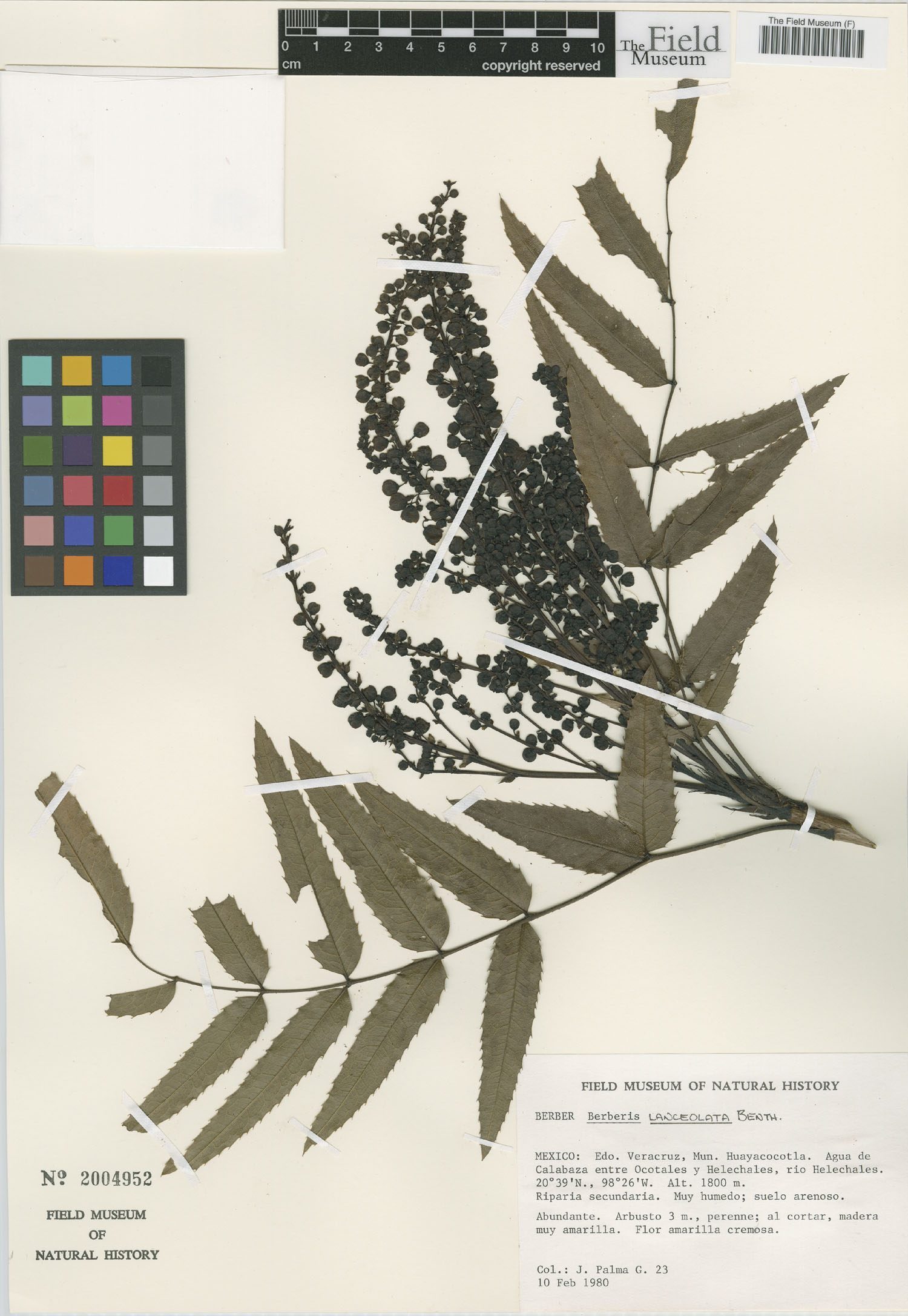 Berberis lanceolata image