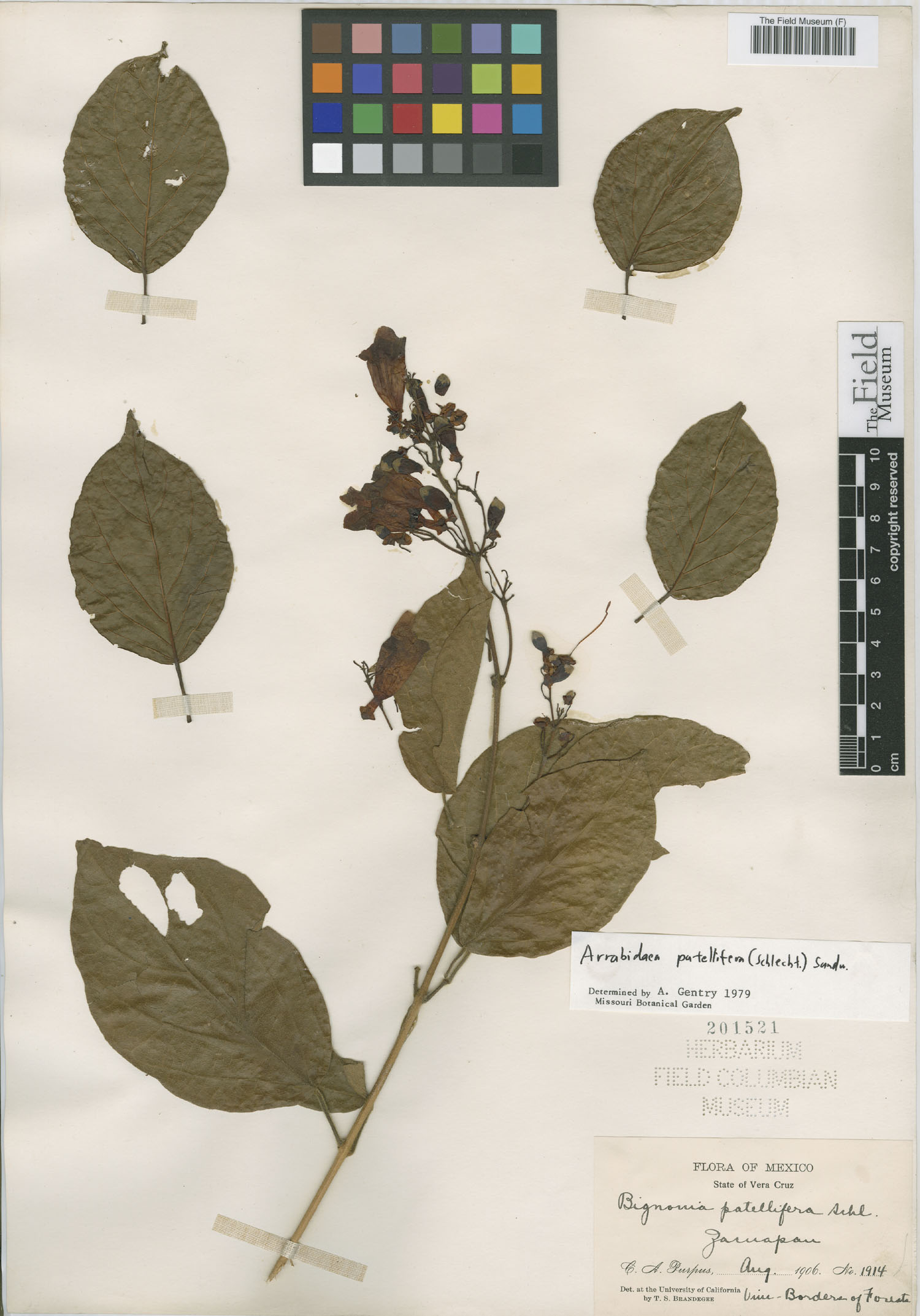 Arrabidaea patellifera image