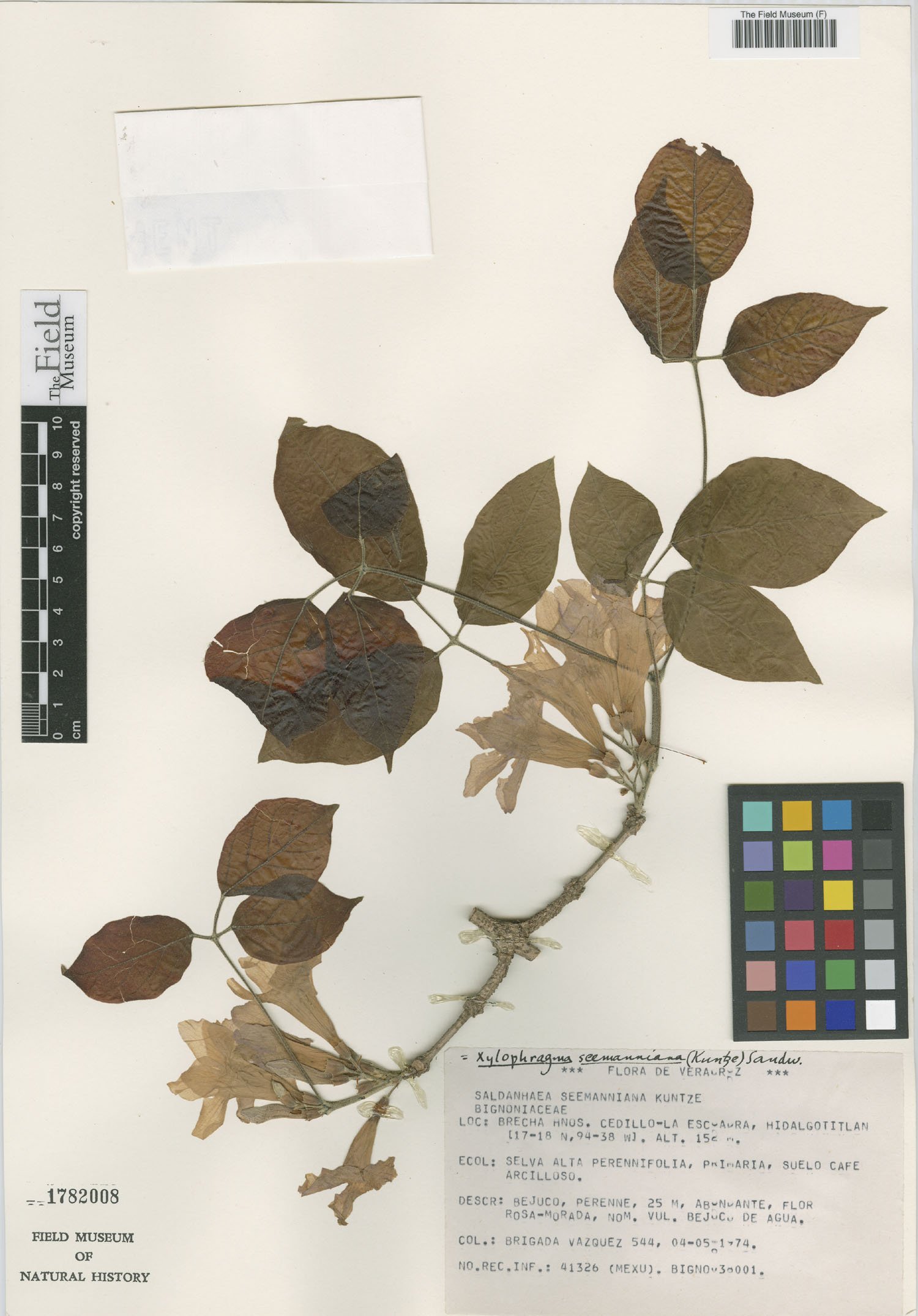 Xylophragma seemannianum image