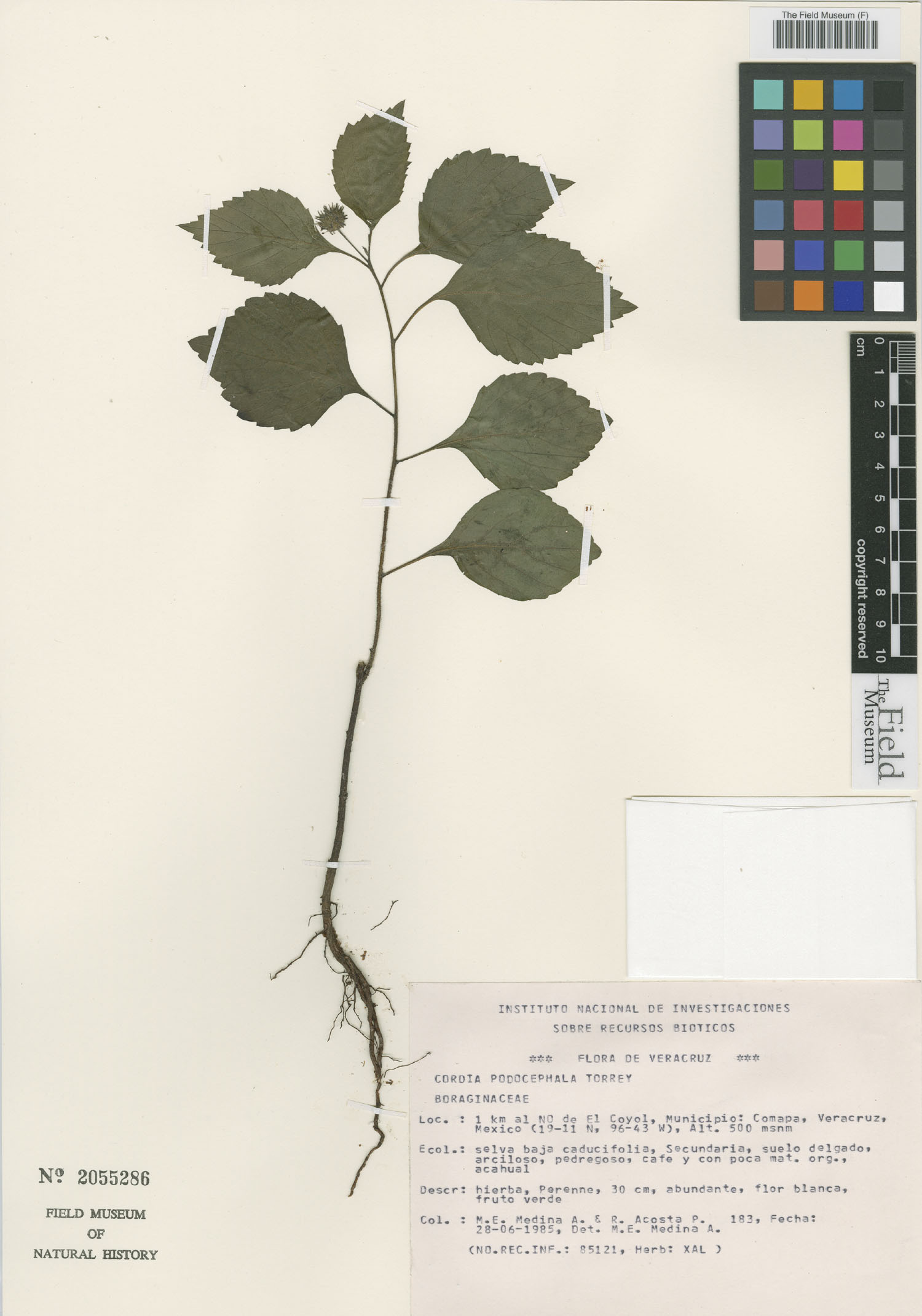 Cordia podocephala image