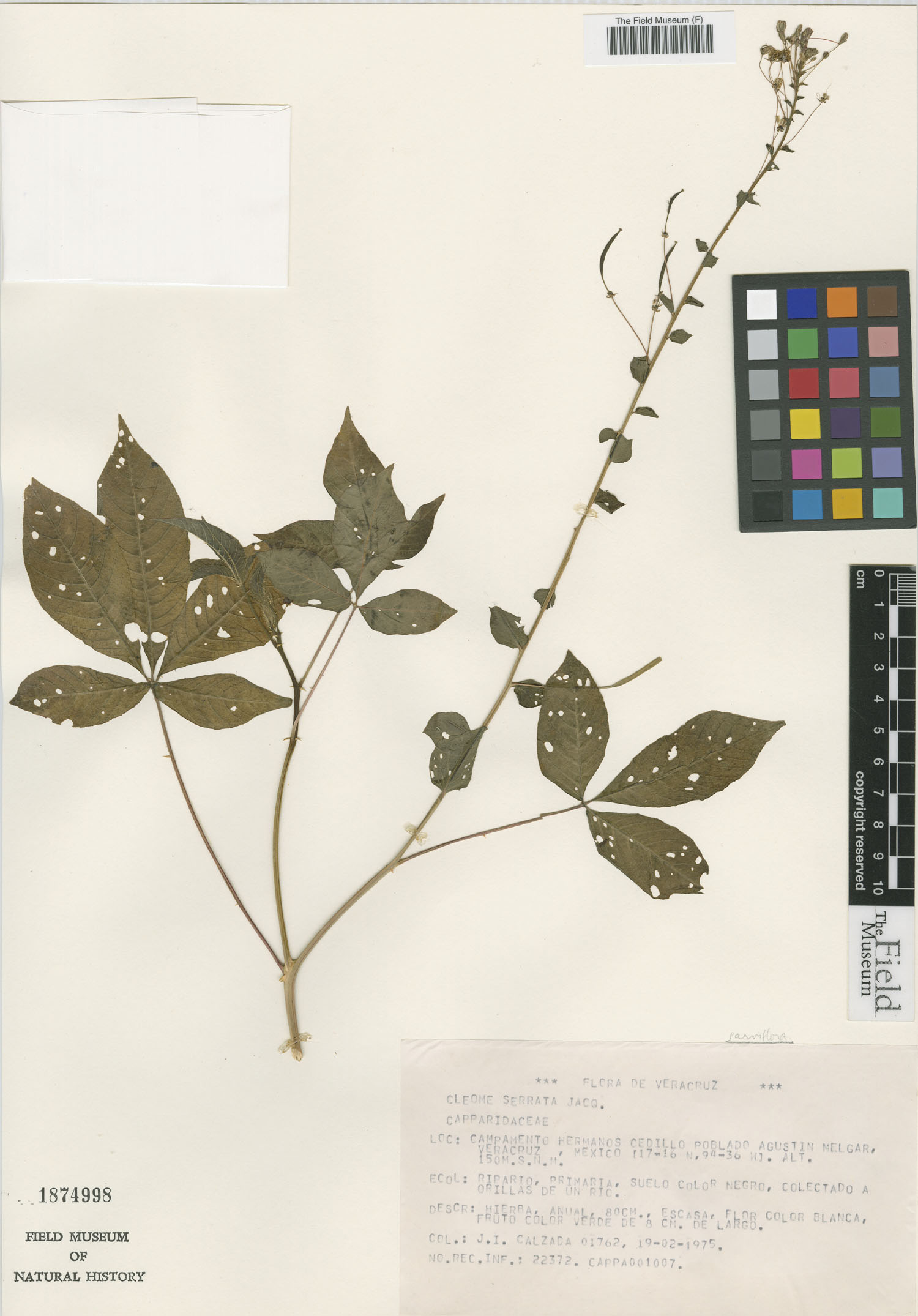 Cleome parviflora image