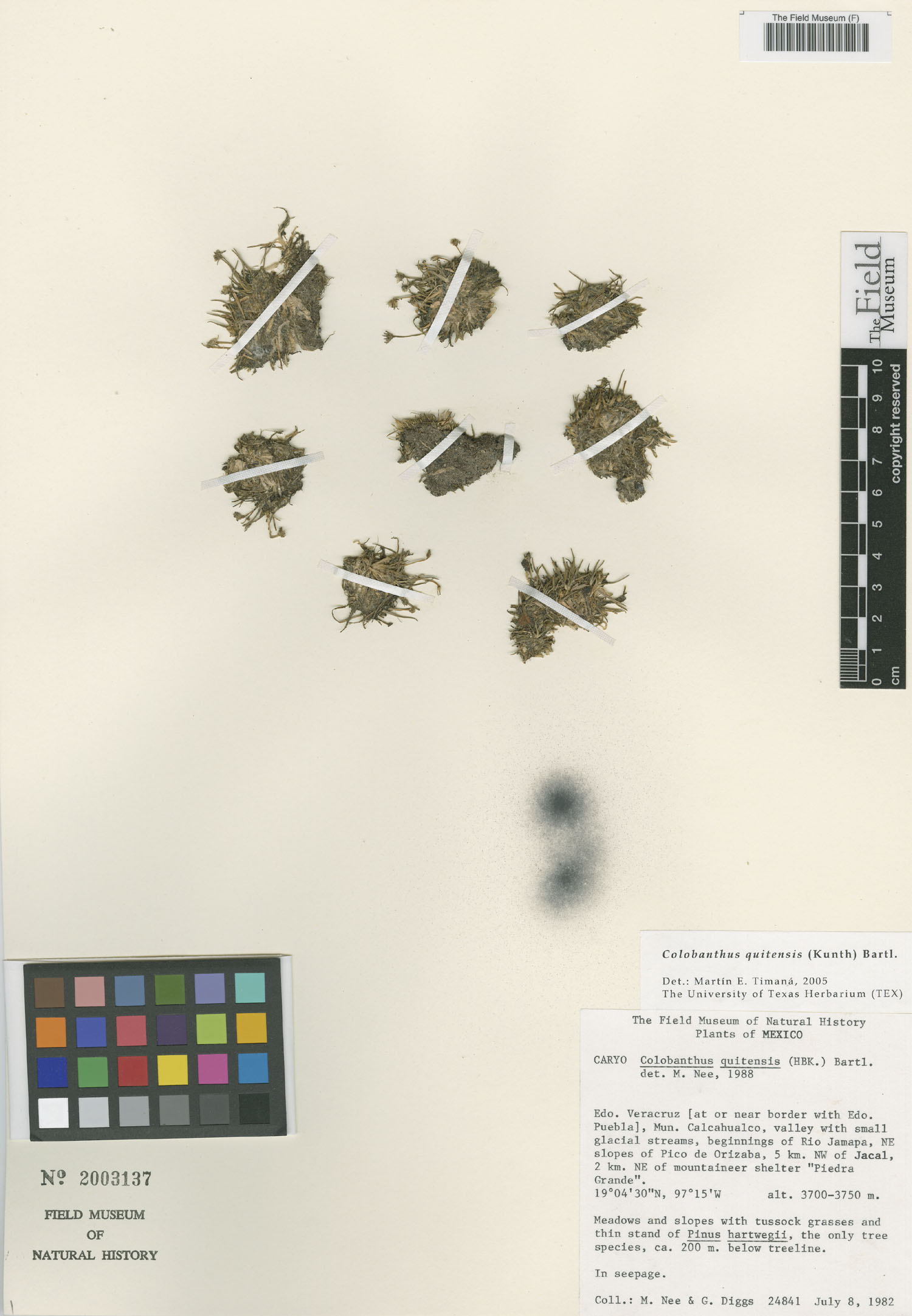 Colobanthus quitensis image