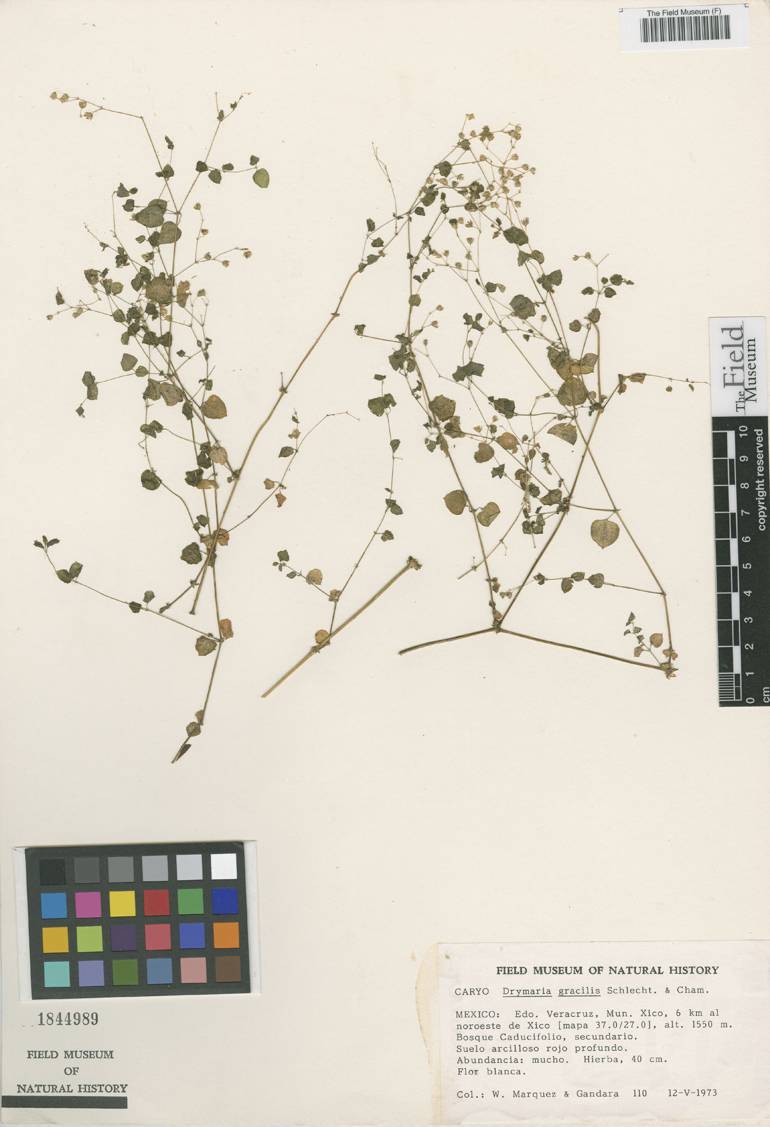 Drymaria gracilis image