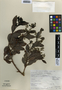 Conocarpus erectus L., Mexico, J. Dorantes 1170, F