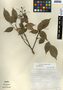 Rourea glabra Kunth, Mexico, F. Chiang 181, F