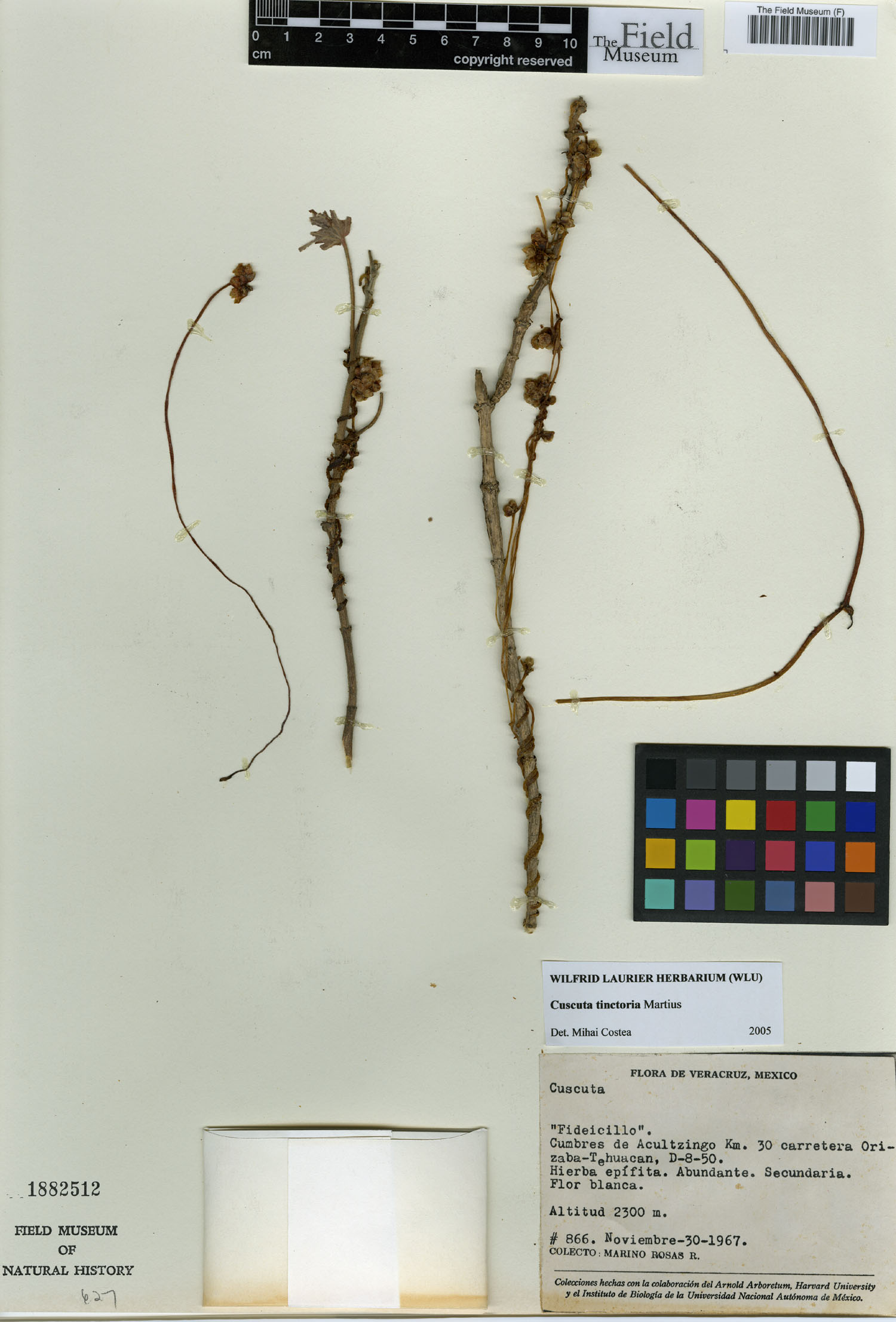 Cuscuta tinctoria image